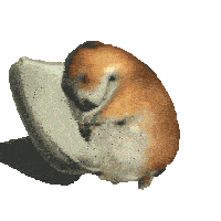 chomik